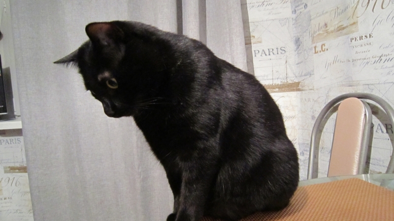 Поговорим о кошках39