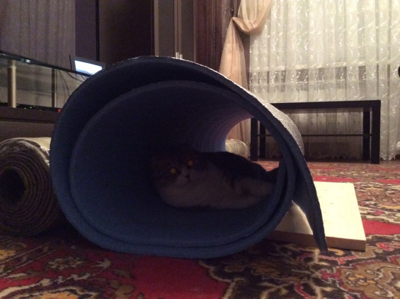 Поговорим о кошках39