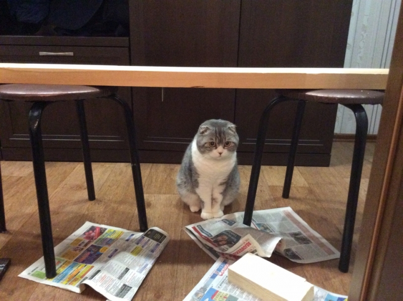 Поговорим о кошках39