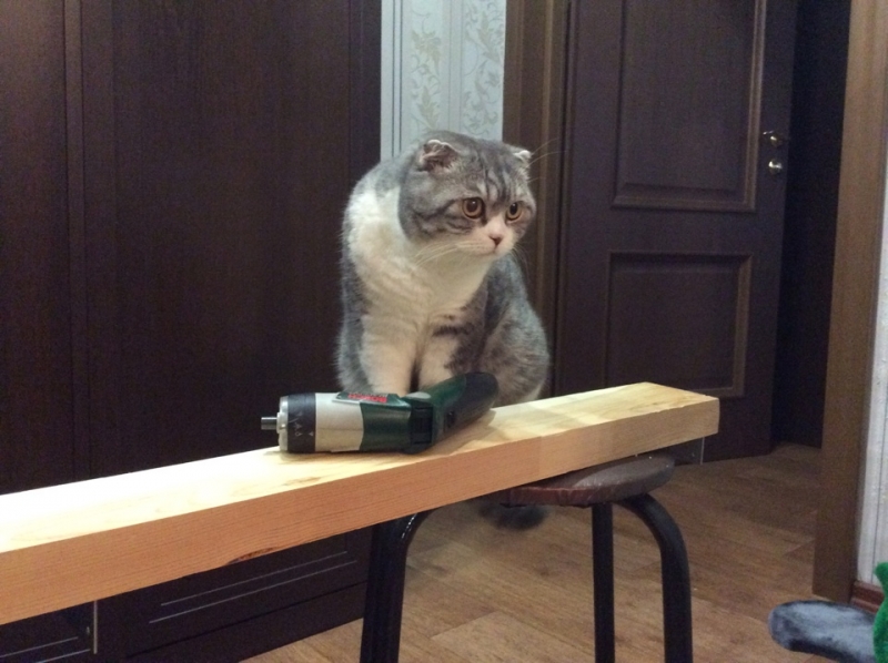 Поговорим о кошках39