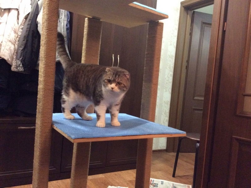 Поговорим о кошках39