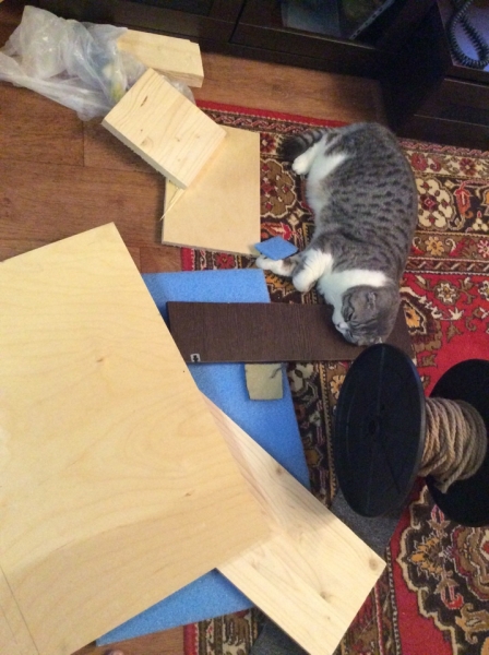 Поговорим о кошках39