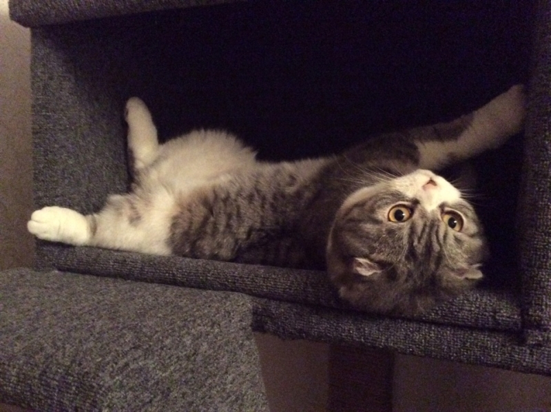 Поговорим о кошках39