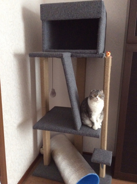 Поговорим о кошках39