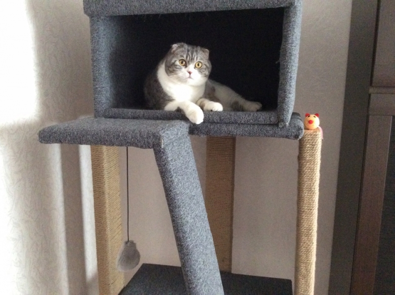 Поговорим о кошках39