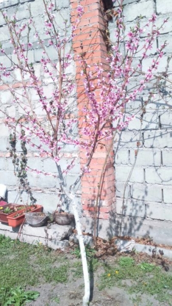 Что посмотреть во Владикавказе и Северной Осетии