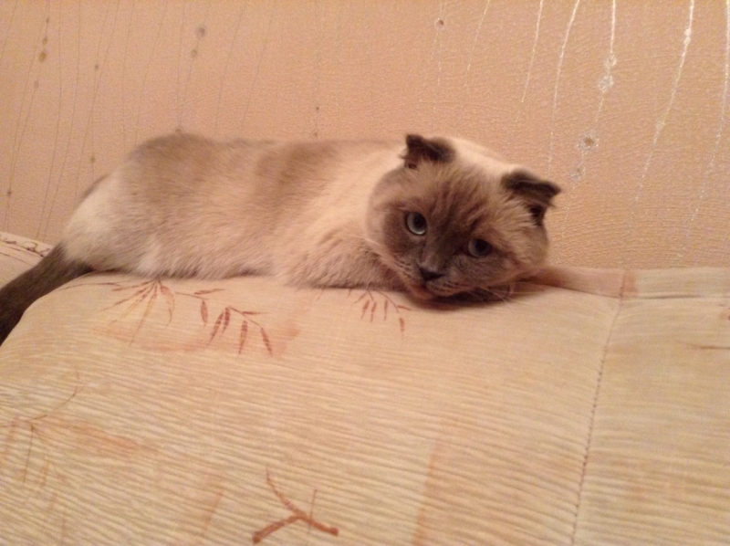 Поговорим о кошках39