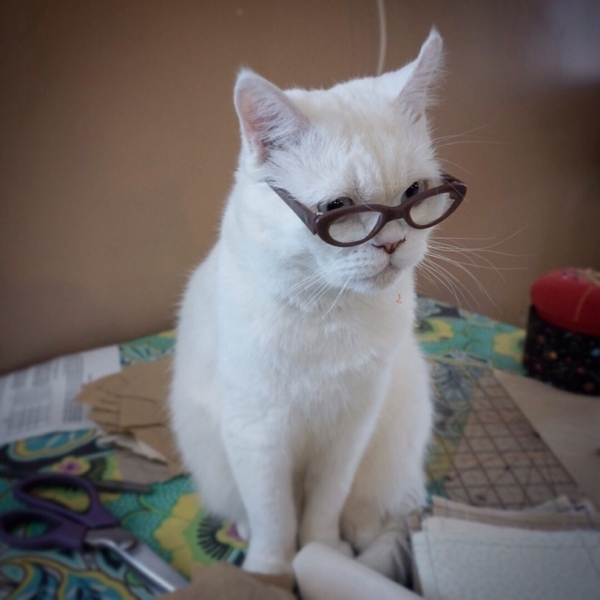 Поговорим о кошках39