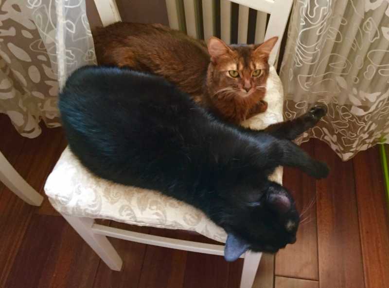 Поговорим о кошках39