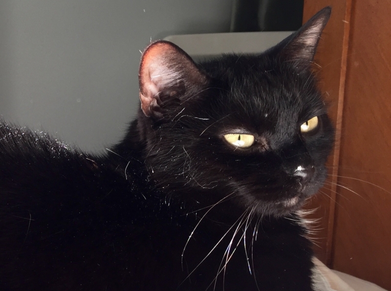 Поговорим о кошках39