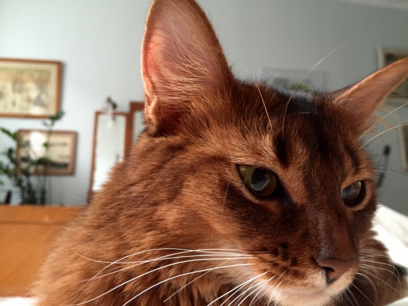 Поговорим о кошках39