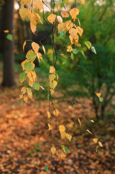 Водопад Кивач