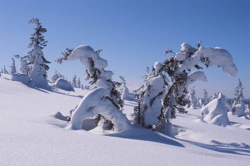 Национальный парк Паанаярви зимой Карелия