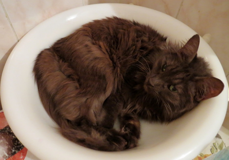 Поговорим о кошках39