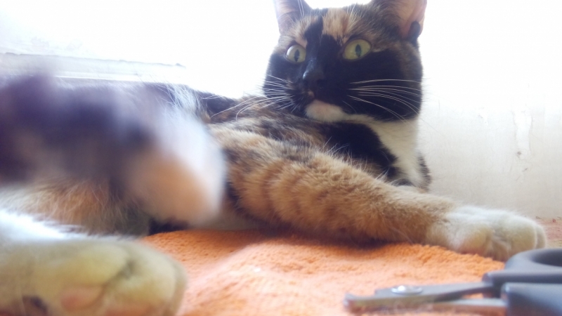 Поговорим о кошках39