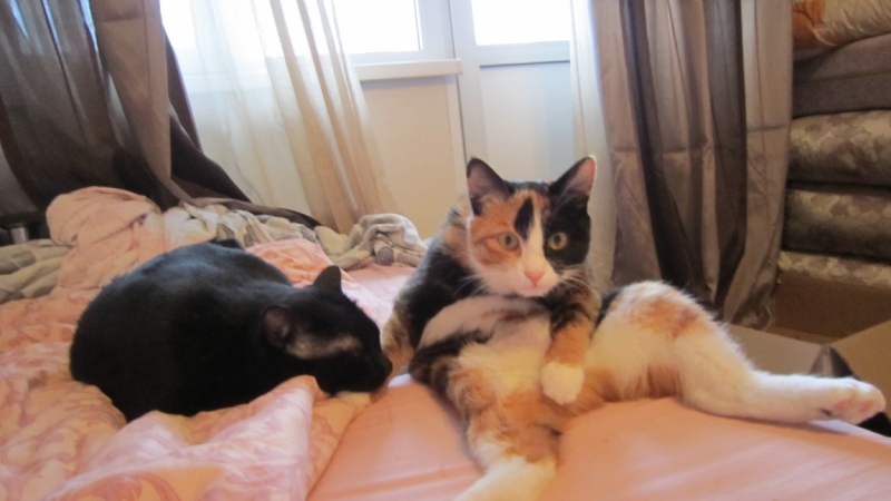 Поговорим о кошках39