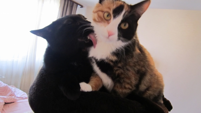 Поговорим о кошках39