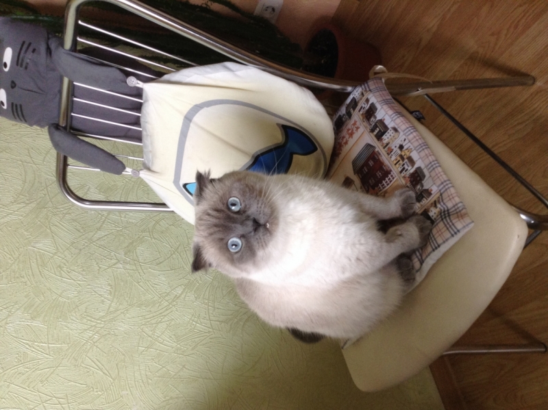 Поговорим о кошках39