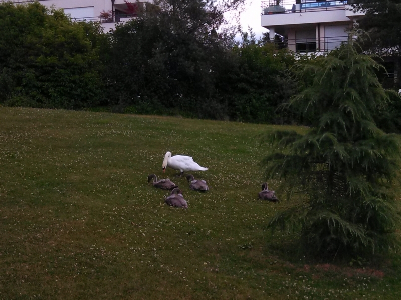 Эльзас глазами жителя