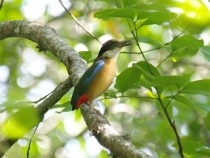 Mangrove Pitta  - Pitta megarhyncha  - Мангровая питта