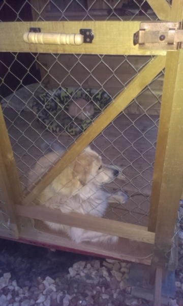 Поговорим о кошках39