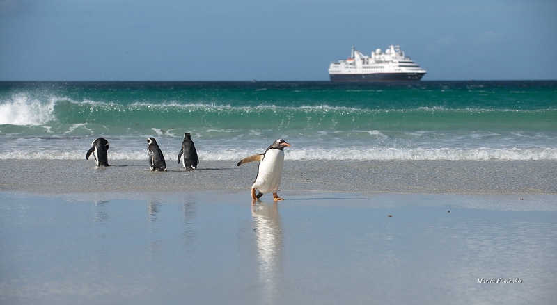 Круиз на SilverSea Explorer: Фолклендские острова, Южная Георгия, Антарктида