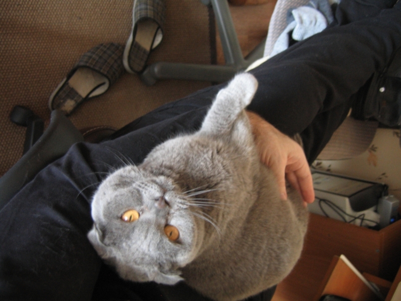 Поговорим о кошках39