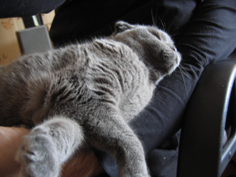 Поговорим о кошках39