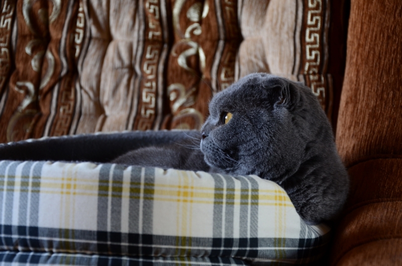 Поговорим о кошках39