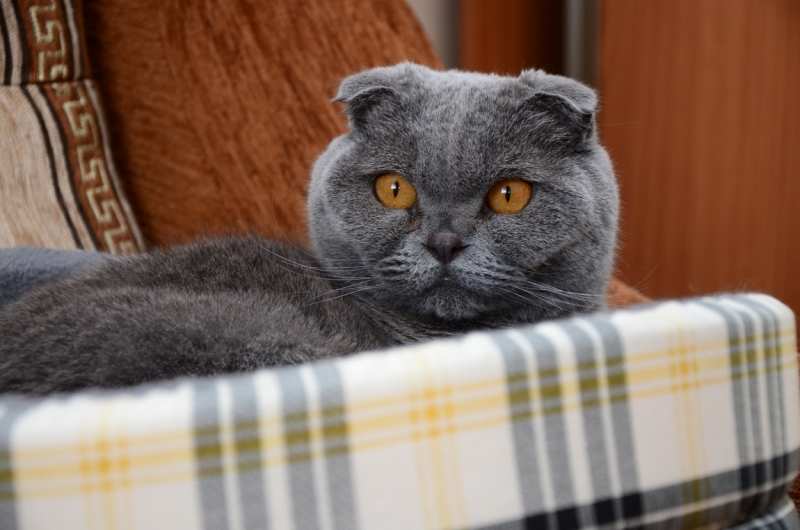 Поговорим о кошках39