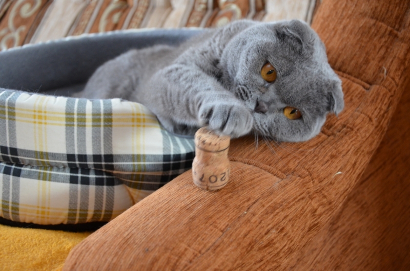 Поговорим о кошках39