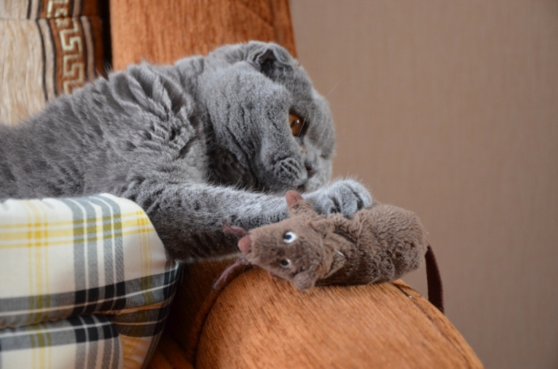 Поговорим о кошках39