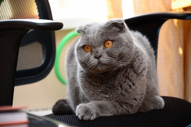 Поговорим о кошках39