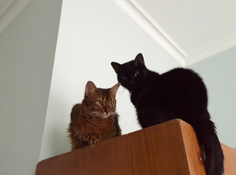 Поговорим о кошках39