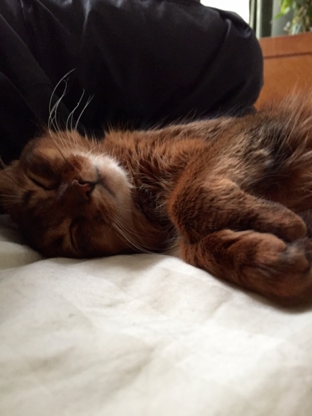 Поговорим о кошках39