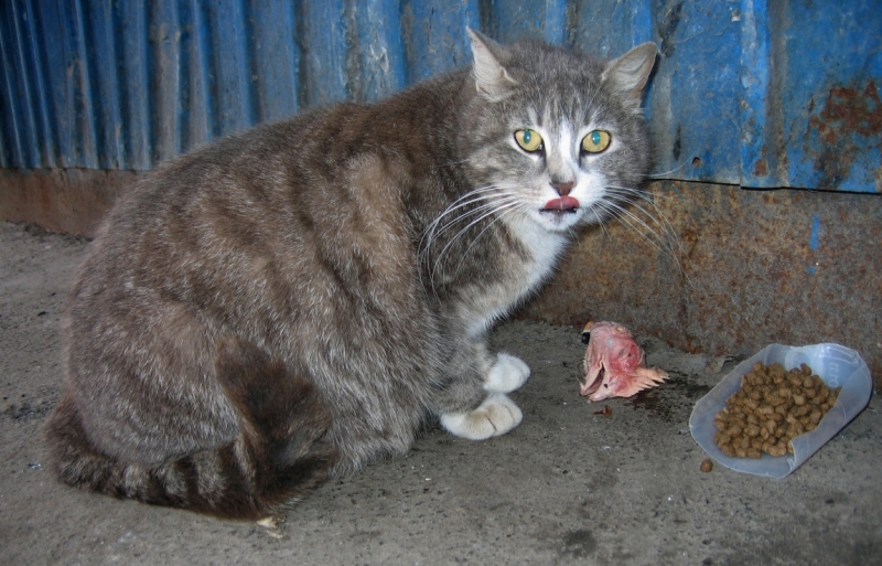 Поговорим о кошках39