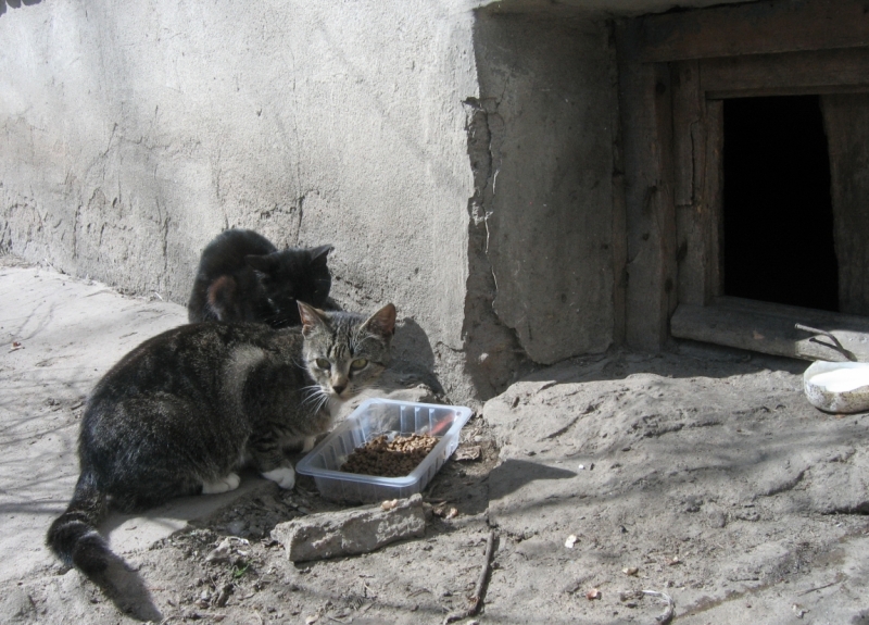 Поговорим о кошках39