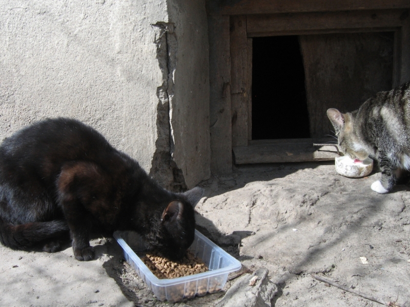 Поговорим о кошках39