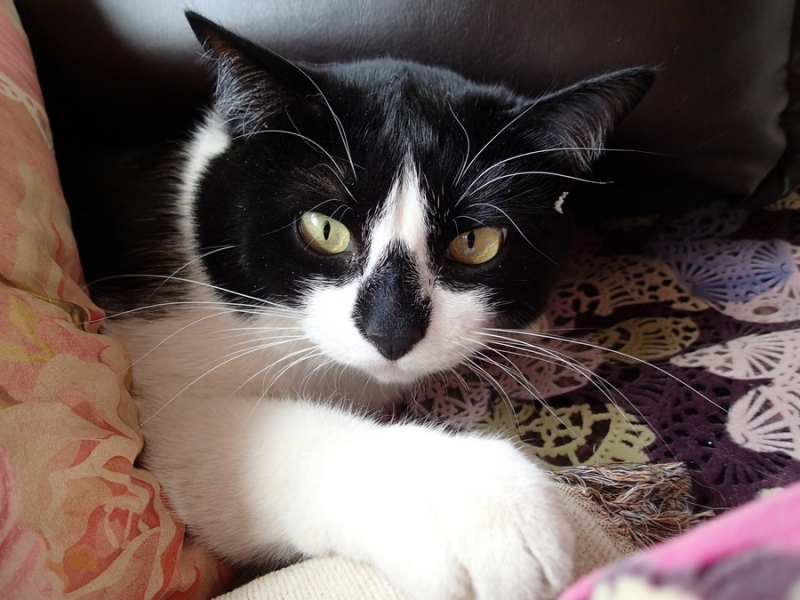 Поговорим о кошках39