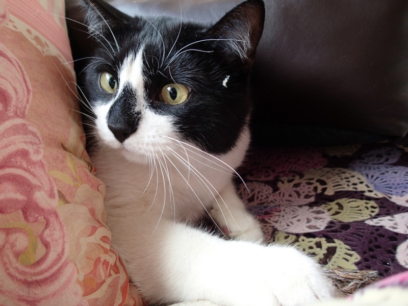 Поговорим о кошках39