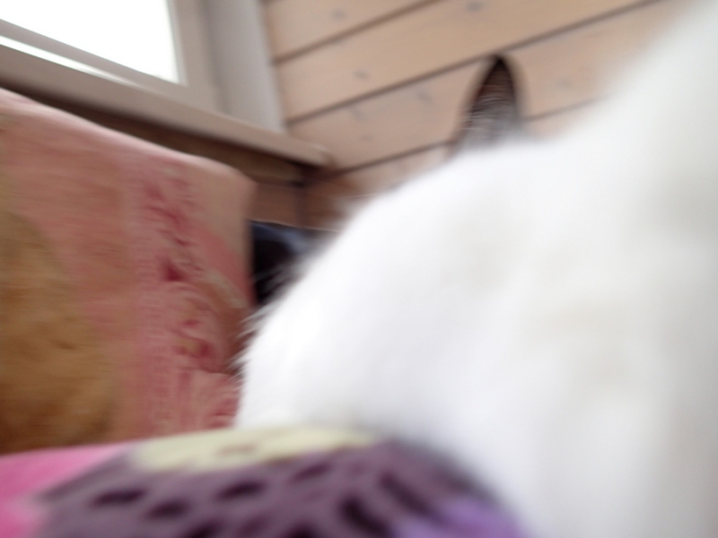 Поговорим о кошках39