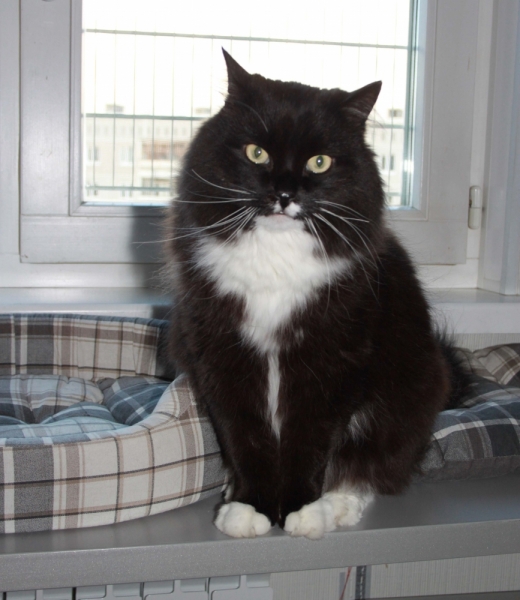 Поговорим о кошках39