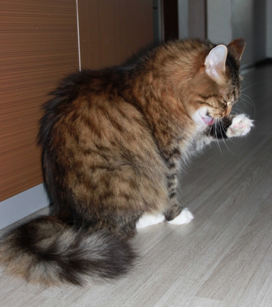 Поговорим о кошках39