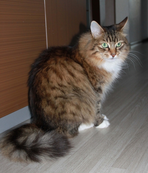 Поговорим о кошках39