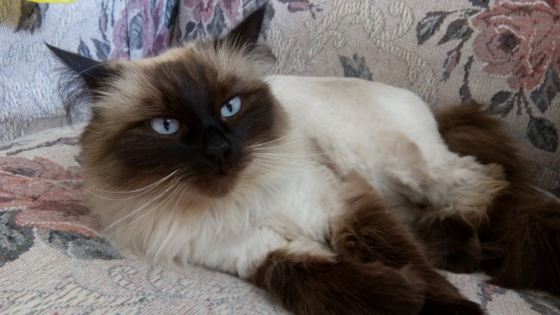 Поговорим о кошках39