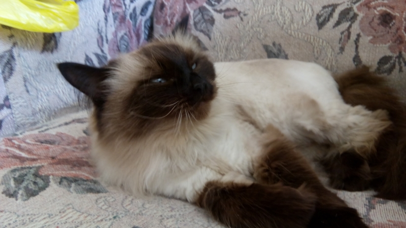 Поговорим о кошках39