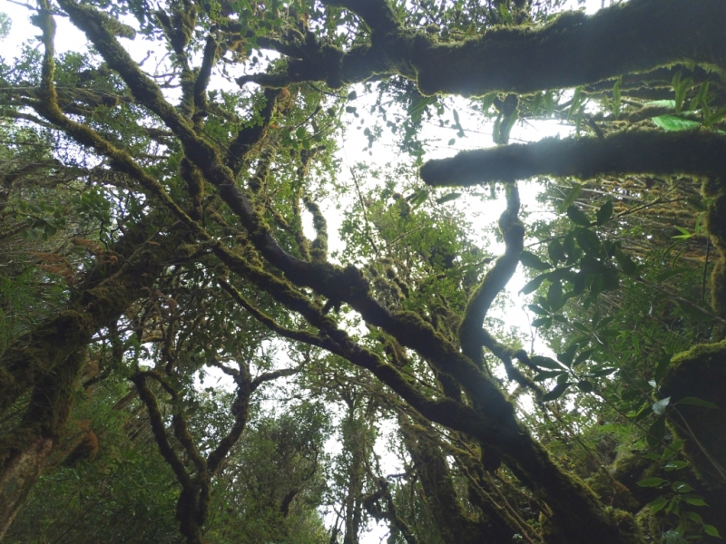 С севера на юг через Лаос