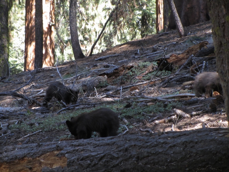 Круговое путешествие по Калифорнии - осень 2014