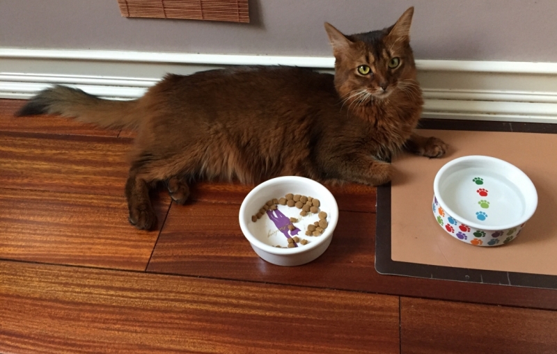 Поговорим о кошках39