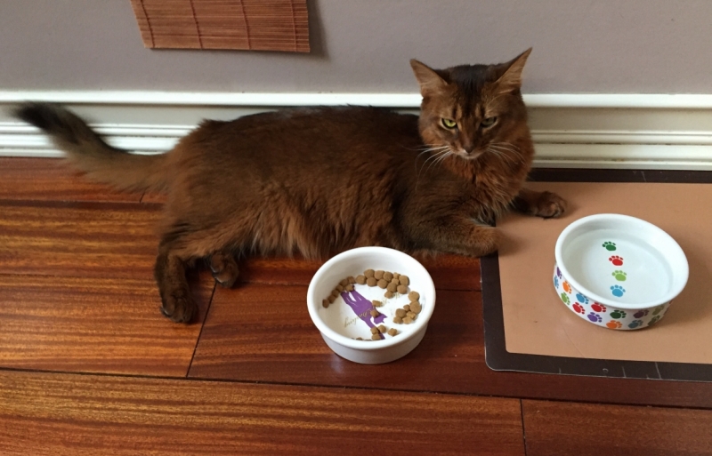 Поговорим о кошках39